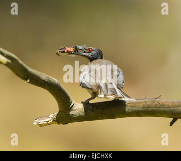 Laut Friarbird (Philemon Corniculatus) mit Insekten Beute, New-South.Wales, Australien Stockfoto