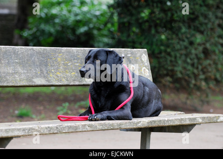 Schwarzer Labrador auf einer Parkbank Stockfoto