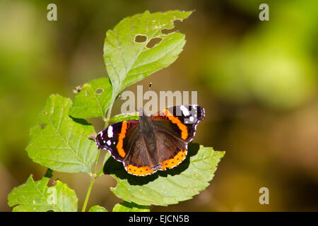 Monarch-Schmetterling Stockfoto