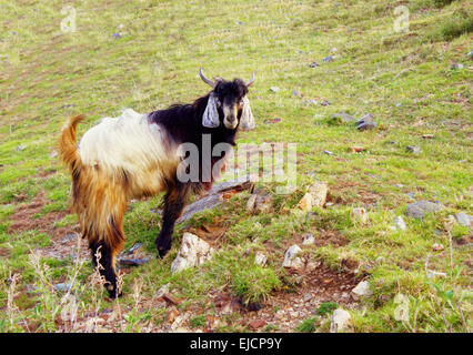 Himalaya-Ziege Stockfoto