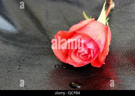 Rote Rose auf schwarzem Leder Stockfoto