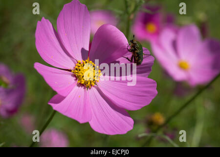 Kosmos-Blume (Cosmos Bipinnatus) mit japanischer grüner Käfer (Popillia Japonica). Der Hintergrund jedoch unscharf Stockfoto