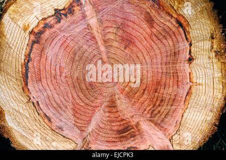 Holz Scheibe sequoia Stockfoto