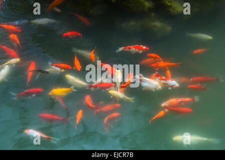 Bunte Koi oder Karpfen Fisch Chinesisch im Wasser Stockfoto