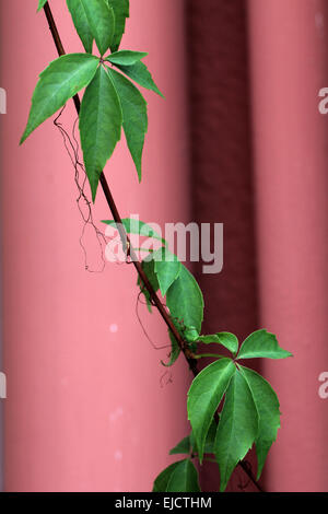 Gemeinsamen Traubenwein Stockfoto