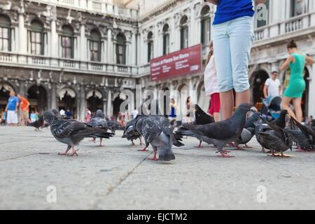 Tauben auf dem Markusplatz in Venedig Stockfoto