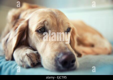 Hund auf dem Bett - golden Retriever liegend Stockfoto