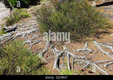 Waldboden mit Blaubeer-Sträucher Stockfoto