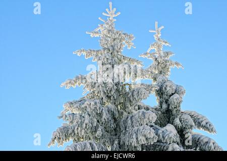 zwei bedeckten Baumwipfel Stockfoto