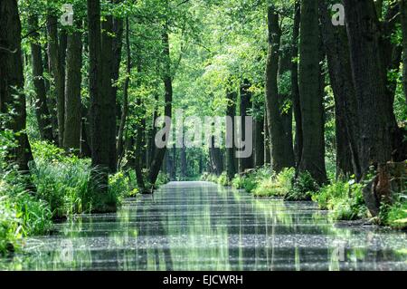 Neue Burg-Kauper-Leipe Spreewald Spree Wald Stockfoto