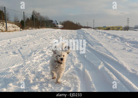 Weißer Hund laufen im Schnee Stockfoto