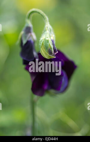 Duftende Platterbse (Lathyrus man) dunkle Leidenschaft Stockfoto