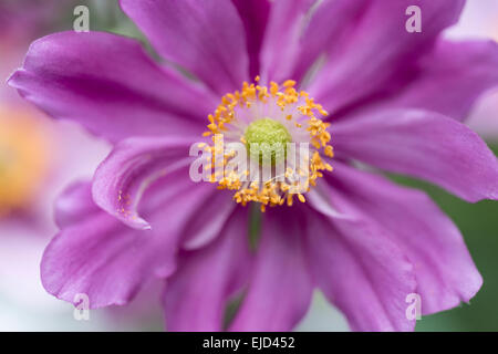 Japanische Anemone Windflower, Anemone Hupehensis var. Japonica 'Pamina' Stockfoto