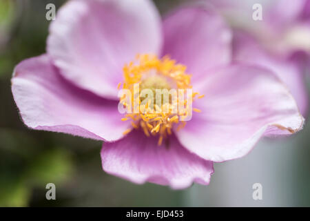 Japanische Anemone Windflower, Anemone Hupehensis var. Japonica 'Pamina' Stockfoto