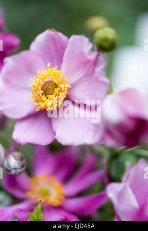 Japanische Anemone Windflower, Anemone Hupehensis var. Japonica 'Pamina' Stockfoto