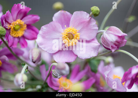 Japanische Anemone Windflower, Anemone Hupehensis var. Japonica 'Pamina' Stockfoto