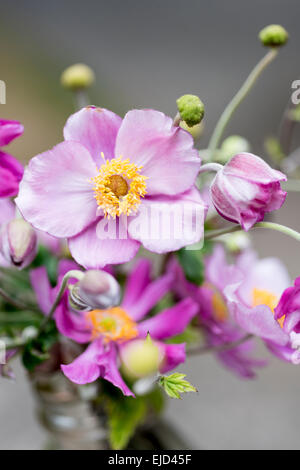 Japanische Anemone Windflower, Anemone Hupehensis var. Japonica 'Pamina' Stockfoto