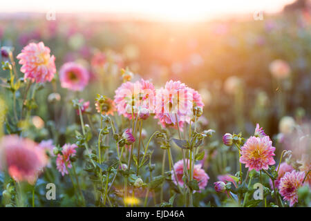 Dahlien im Feld mit Sonnenuntergang hinter im Spätsommer Stockfoto