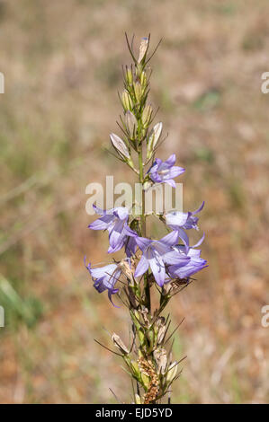 Blumen von Rapunzeln Glockenblume, Campanula rapunculus Stockfoto