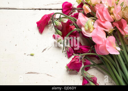 Duftende Platterbse (Lathyrus man) Dynastie und Frühling Sonnenschein Pfirsich Stockfoto