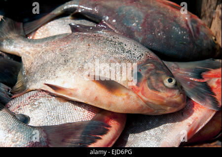 Große Haufen von Flussfisch marktreif an den Ufern des Flusses Ayeyarwady in Mandalay Myanmar Stockfoto