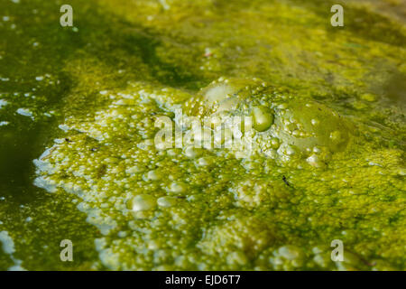 dichten Abdeckung des hellen gefangen filamentösen grünen Alge Algen mit Massen von Luftblasen Sauerstoff Methan Fäulnis Vegetation unten Stockfoto