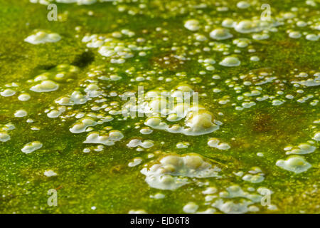 dichten Abdeckung des hellen gefangen filamentösen grünen Alge Algen mit Massen von Luftblasen Sauerstoff Methan Fäulnis Vegetation unten Stockfoto