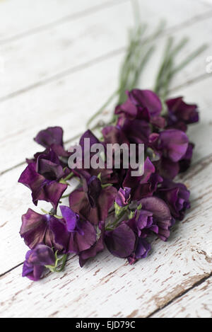 Duftende Platterbse (Lathyrus man) dunkle Leidenschaft Stockfoto