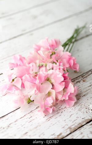 Duftende Platterbse (Lathyrus man) Nora Holman Stockfoto