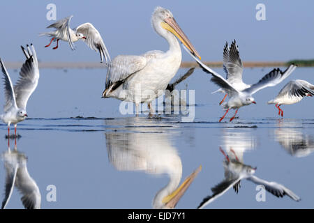 Krauskopfpelikan und Schmächtig-billed Möwen auf See Manytsch August morgens Stockfoto