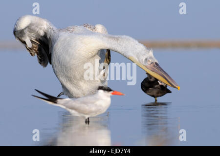 Langer Hals Krauskopfpelikan auf See Manytsch August morgens Stockfoto