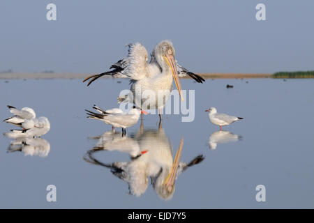 Krauskopfpelikan auf See Manytsch Erwachen August morgens Stockfoto