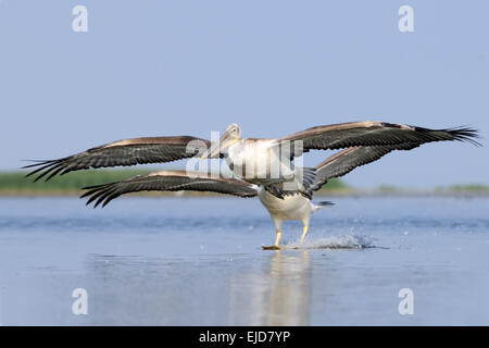 Zwei fliegende dalmatinische Pelikane am See Manytsch August morgens Stockfoto