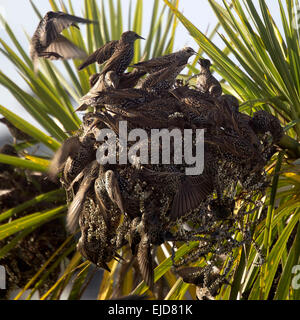 Ein gefundenes Fressen Stare auf Cornish palm Früchte, Penzance, Cornwall, England, UK. Stockfoto