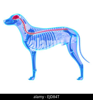 Hund-Nervensystem - Canis Lupus Familiaris Anatomie - isoliert auf weiss Stockfoto