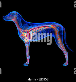 Hund-Herz - Anatomie des Herz-Kreislauf-Systems isoliert auf schwarz Stockfoto