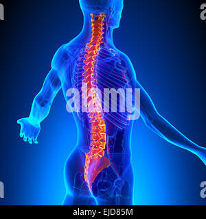 Anatomie der Wirbelsäule mit Ciculatory-System Stockfoto