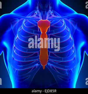 Brustbein Knochen Anatomie mit Ciculatory-System Stockfoto