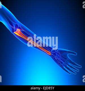 Ulna Knochen Anatomie mit Ciculatory-System Stockfoto