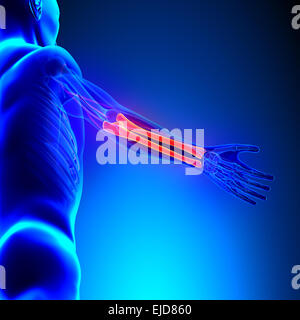 Radius Ulna Knochen Anatomie mit Herz-Kreislauf-System Stockfoto