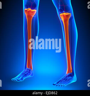 Tibia-Anatomie-Knochen mit Ciculatory-System Stockfoto