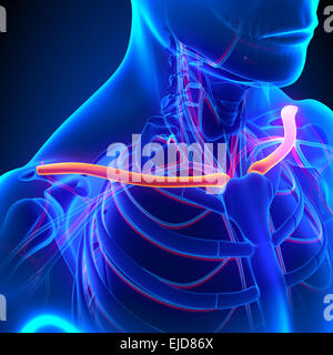 Klavikula Knochen Anatomie mit Herz-Kreislauf-System Stockfoto