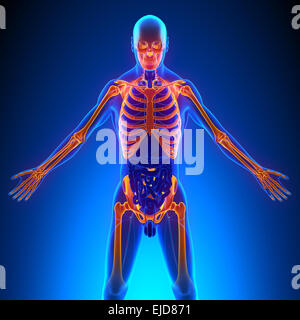 Anatomie der oberen Skelett Knochen Stockfoto