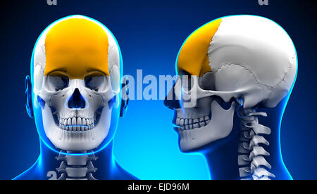 Männliche Stirnbein Schädel Anatomie - blue Konzept Stockfoto