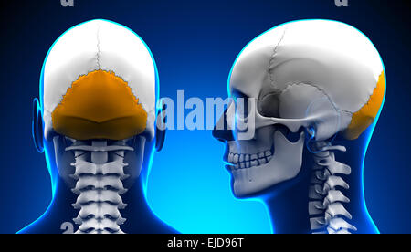 Männliche Hinterhauptsbein Schädel Anatomie - blue Konzept Stockfoto