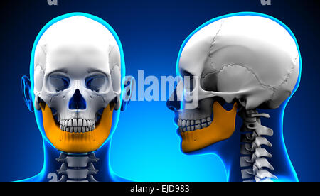 Weibliche Unterkiefer Knochen Schädel Anatomie - blue Konzept Stockfoto