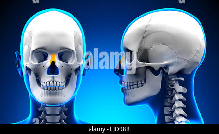 Weibliche nasale Knochen Schädel Anatomie - blue Konzept Stockfoto