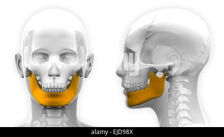 Weibliche Unterkiefer Knochen Schädel Anatomie - isoliert auf weiss Stockfoto