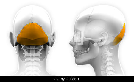 Weibliche Hinterhauptsbein Schädel Anatomie - isoliert auf weiss Stockfoto