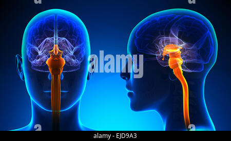 Weibliche Anatomie des Rückenmarks Gehirns - blue Konzept Stockfoto